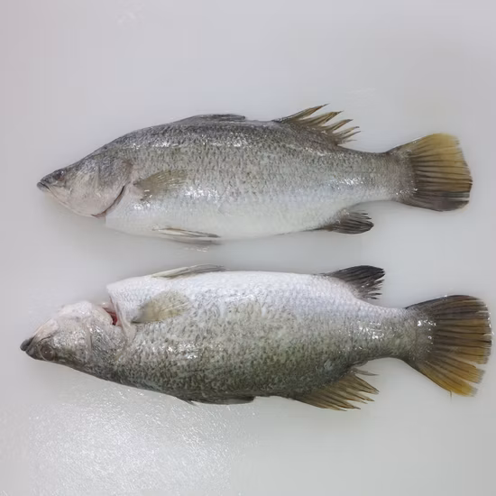 Filete de barramundi IQF, con piel y sin piel, sin espinas