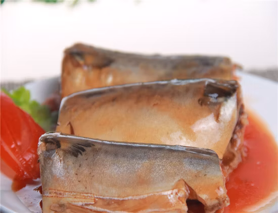 Filete de pescado de caballa congelado en fábrica enlatado en salsa de tomate Exportación a Europa